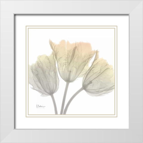 Sunday Morning Tulips White Modern Wood Framed Art Print with Double Matting by Koetsier, Albert