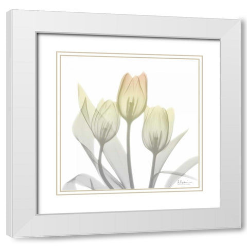 Sunday Morning Tulips Two White Modern Wood Framed Art Print with Double Matting by Koetsier, Albert