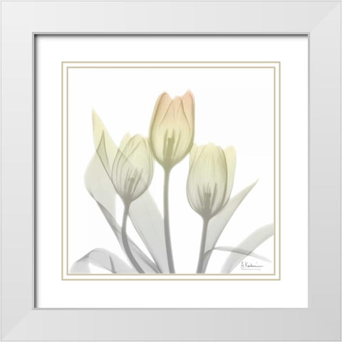 Sunday Morning Tulips Two White Modern Wood Framed Art Print with Double Matting by Koetsier, Albert