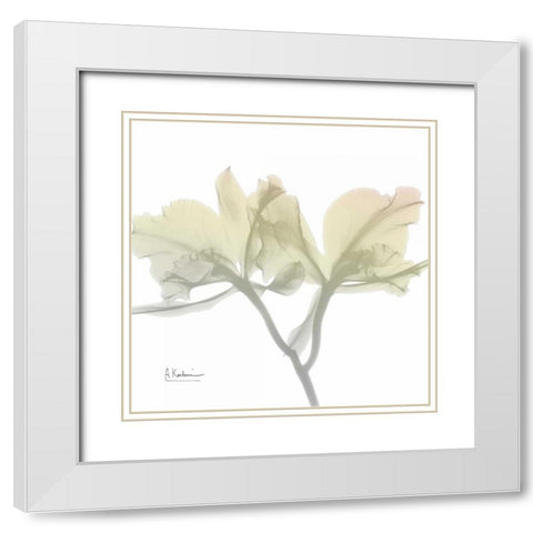 Sunday Morning Orchid White Modern Wood Framed Art Print with Double Matting by Koetsier, Albert