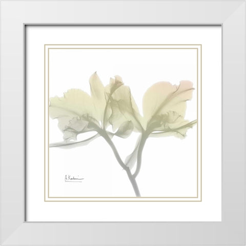 Sunday Morning Orchid White Modern Wood Framed Art Print with Double Matting by Koetsier, Albert