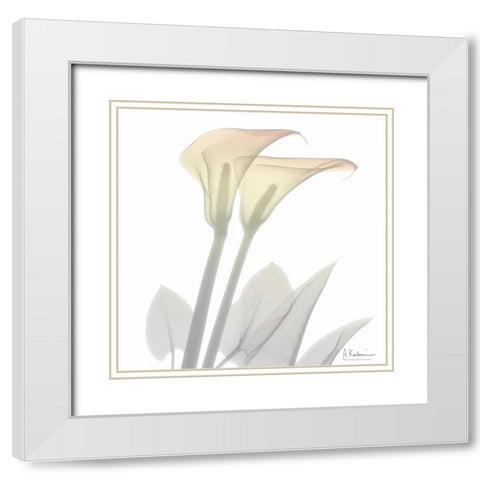 Sunday Morning Calla Lily White Modern Wood Framed Art Print with Double Matting by Koetsier, Albert