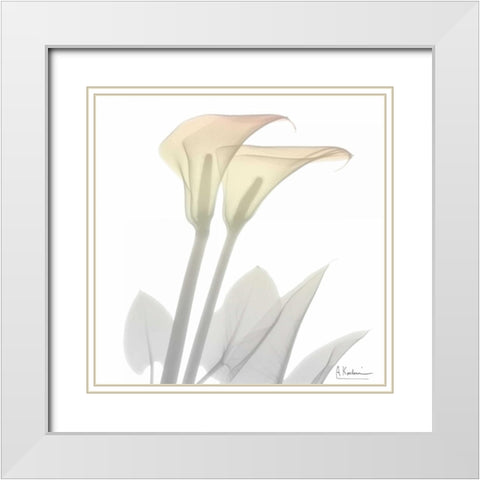 Sunday Morning Calla Lily White Modern Wood Framed Art Print with Double Matting by Koetsier, Albert