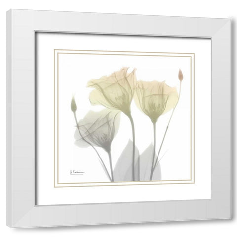 Sunday Morning Gentian White Modern Wood Framed Art Print with Double Matting by Koetsier, Albert