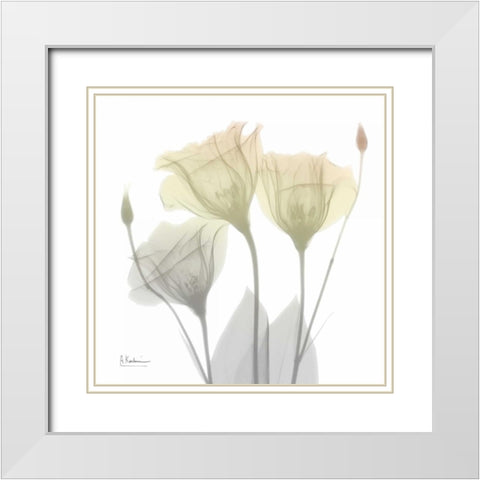 Sunday Morning Gentian White Modern Wood Framed Art Print with Double Matting by Koetsier, Albert