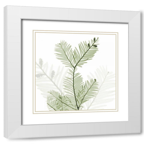 Sage Sequoia White Modern Wood Framed Art Print with Double Matting by Koetsier, Albert