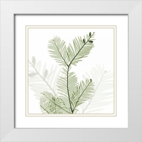 Sage Sequoia White Modern Wood Framed Art Print with Double Matting by Koetsier, Albert