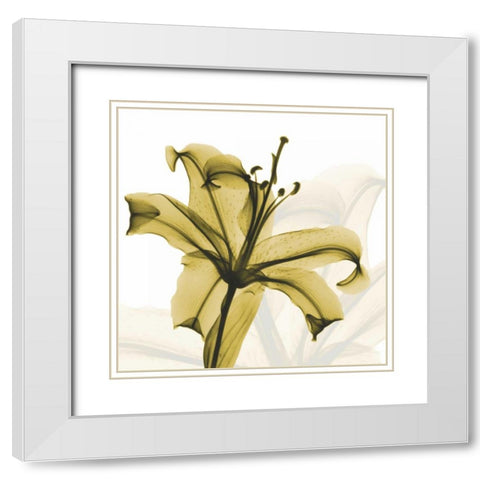 A Golden Lily White Modern Wood Framed Art Print with Double Matting by Koetsier, Albert