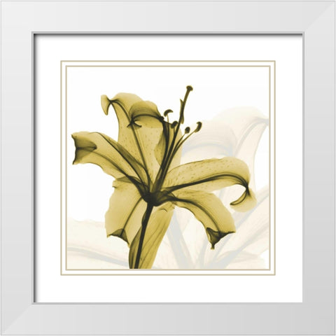 A Golden Lily White Modern Wood Framed Art Print with Double Matting by Koetsier, Albert