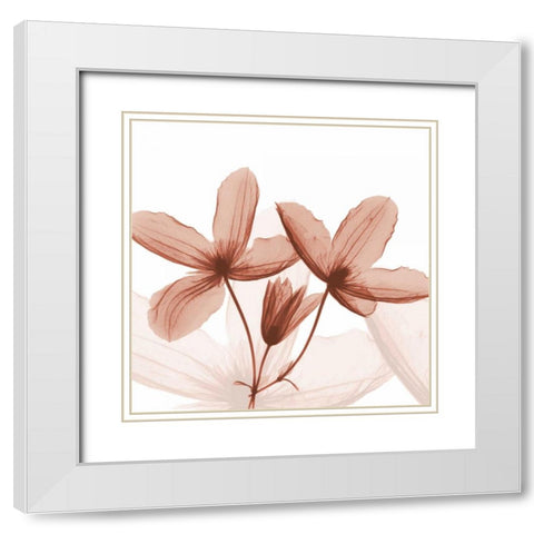 Journey Clematis White Modern Wood Framed Art Print with Double Matting by Koetsier, Albert