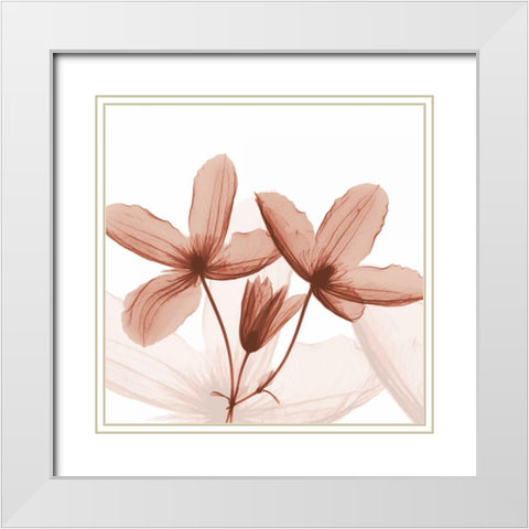 Journey Clematis White Modern Wood Framed Art Print with Double Matting by Koetsier, Albert