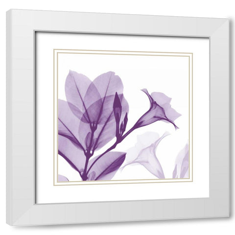 Lavender Mandelilla White Modern Wood Framed Art Print with Double Matting by Koetsier, Albert