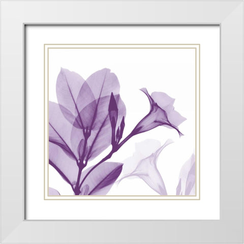 Lavender Mandelilla White Modern Wood Framed Art Print with Double Matting by Koetsier, Albert