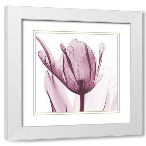 The Purple Tulip White Modern Wood Framed Art Print with Double Matting by Koetsier, Albert