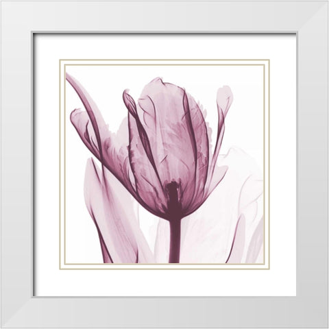 The Purple Tulip White Modern Wood Framed Art Print with Double Matting by Koetsier, Albert