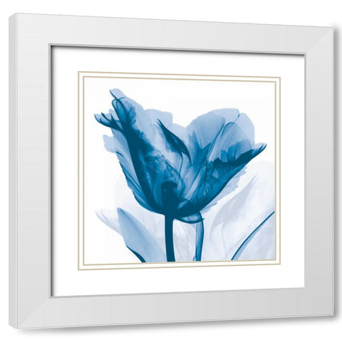 Lusty Blue Tulip White Modern Wood Framed Art Print with Double Matting by Koetsier, Albert