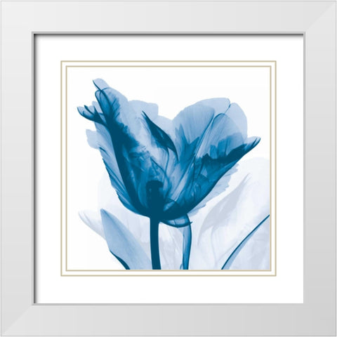 Lusty Blue Tulip White Modern Wood Framed Art Print with Double Matting by Koetsier, Albert