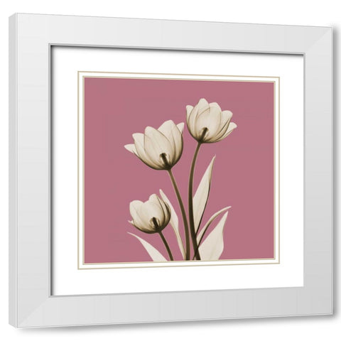 Pink Luster Tulips White Modern Wood Framed Art Print with Double Matting by Koetsier, Albert