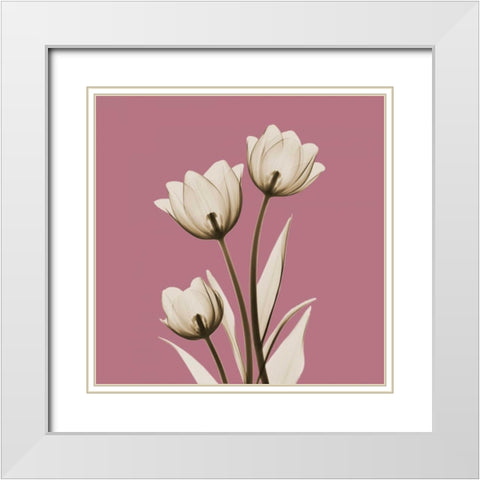 Pink Luster Tulips White Modern Wood Framed Art Print with Double Matting by Koetsier, Albert