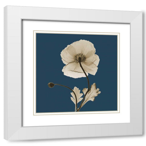 Luster Iceland Poppy White Modern Wood Framed Art Print with Double Matting by Koetsier, Albert