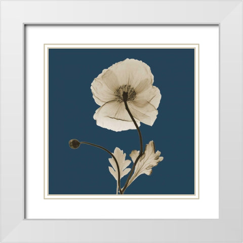 Luster Iceland Poppy White Modern Wood Framed Art Print with Double Matting by Koetsier, Albert