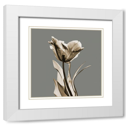 Gray Luster Tulip White Modern Wood Framed Art Print with Double Matting by Koetsier, Albert