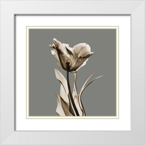 Gray Luster Tulip White Modern Wood Framed Art Print with Double Matting by Koetsier, Albert