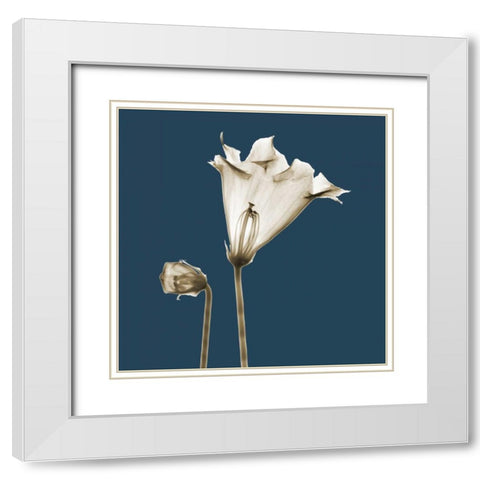 Blue Luster Gloxinia White Modern Wood Framed Art Print with Double Matting by Koetsier, Albert