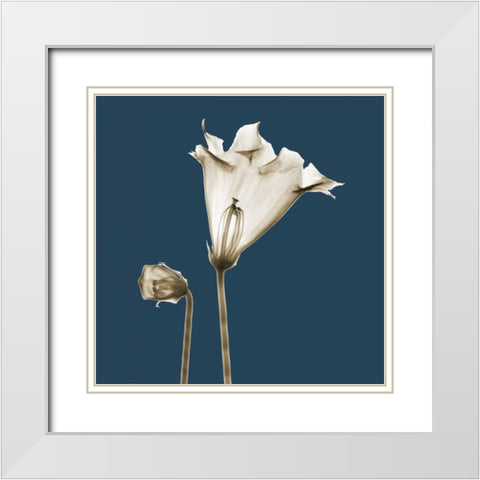 Blue Luster Gloxinia White Modern Wood Framed Art Print with Double Matting by Koetsier, Albert