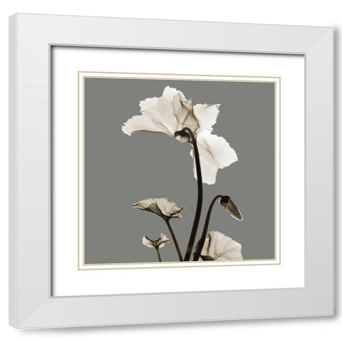 Gray Luster Cyclamen White Modern Wood Framed Art Print with Double Matting by Koetsier, Albert