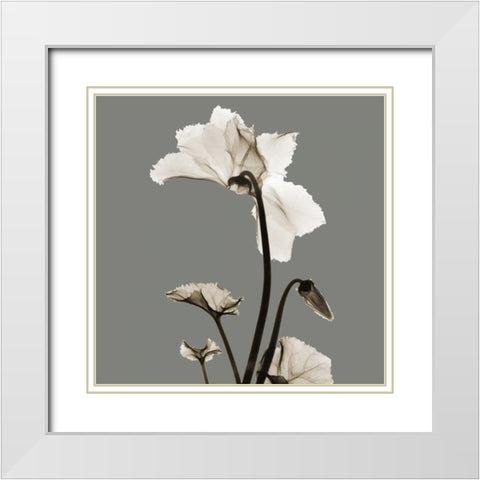 Gray Luster Cyclamen White Modern Wood Framed Art Print with Double Matting by Koetsier, Albert