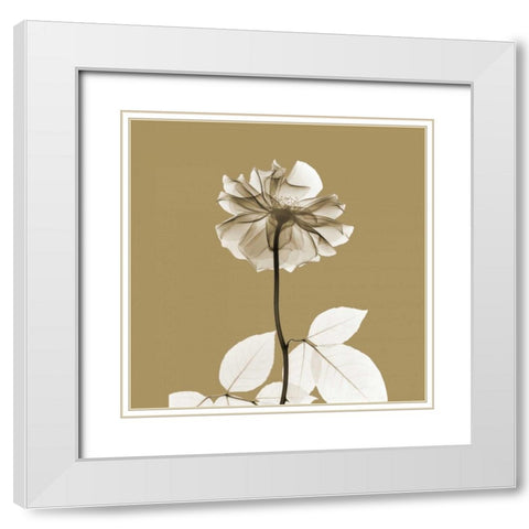 Brown Luster Rose White Modern Wood Framed Art Print with Double Matting by Koetsier, Albert