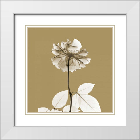 Brown Luster Rose White Modern Wood Framed Art Print with Double Matting by Koetsier, Albert