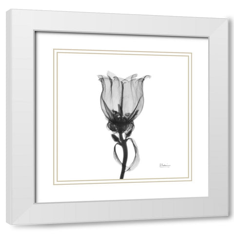 Canterbury Bell White Modern Wood Framed Art Print with Double Matting by Koetsier, Albert