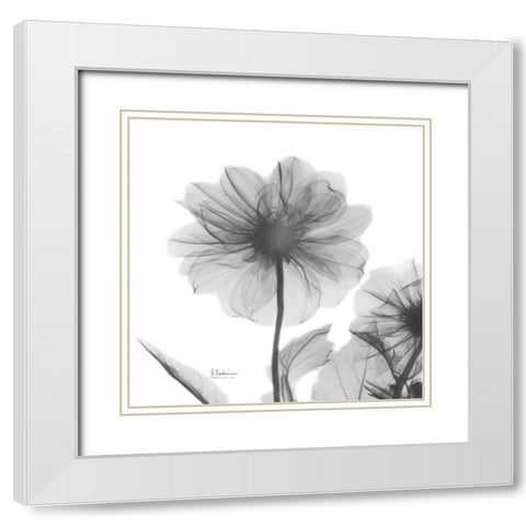 Dahlia Twins White Modern Wood Framed Art Print with Double Matting by Koetsier, Albert