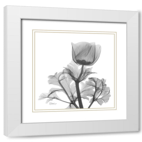 Lonely Anemone White Modern Wood Framed Art Print with Double Matting by Koetsier, Albert