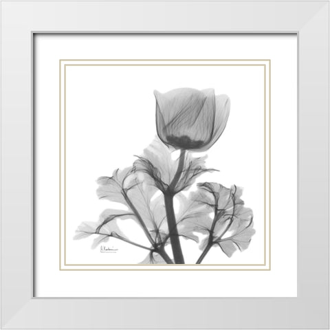 Lonely Anemone White Modern Wood Framed Art Print with Double Matting by Koetsier, Albert