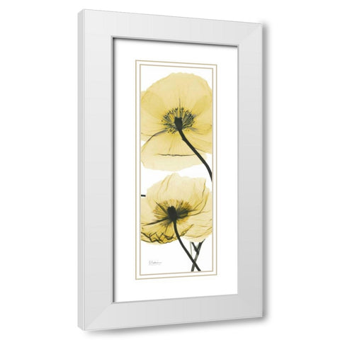 Iceland Poppy Yellow White Modern Wood Framed Art Print with Double Matting by Koetsier, Albert