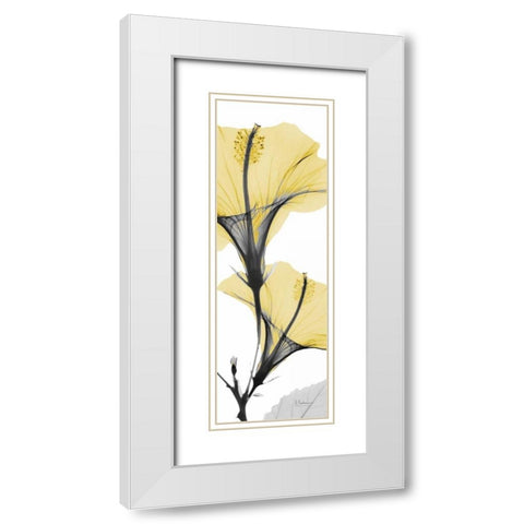 Hibiscus Yellow White Modern Wood Framed Art Print with Double Matting by Koetsier, Albert