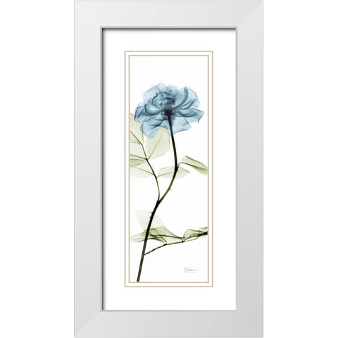 Long Blue Rose White Modern Wood Framed Art Print with Double Matting by Koetsier, Albert