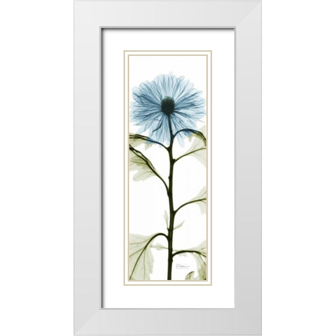 Long Blue Chrysanthemum White Modern Wood Framed Art Print with Double Matting by Koetsier, Albert