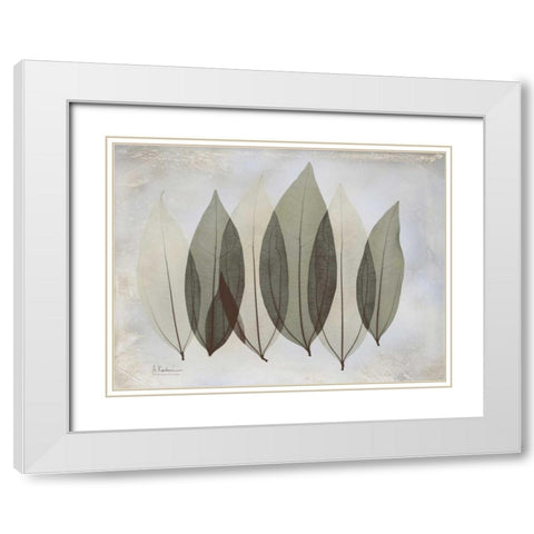 Coculus Leaf L348 White Modern Wood Framed Art Print with Double Matting by Koetsier, Albert