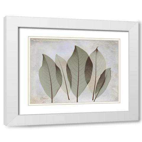 Magnolia Leaf White Modern Wood Framed Art Print with Double Matting by Koetsier, Albert