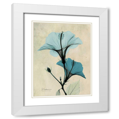 Hibiscus White Modern Wood Framed Art Print with Double Matting by Koetsier, Albert
