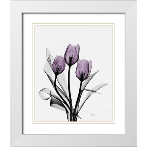 Three Purple Tulips H14 White Modern Wood Framed Art Print with Double Matting by Koetsier, Albert