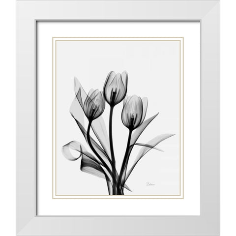Three Gray Tulips H14 White Modern Wood Framed Art Print with Double Matting by Koetsier, Albert