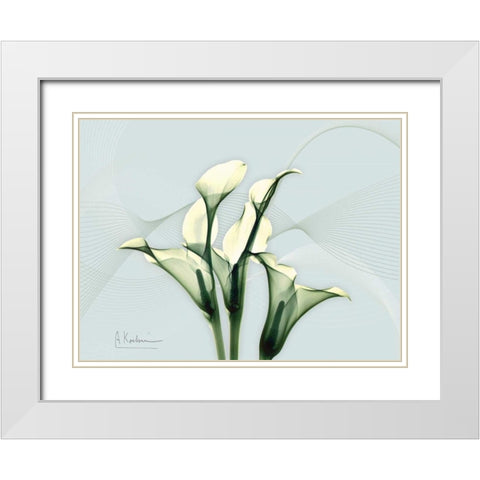 Calla Lily L275 White Modern Wood Framed Art Print with Double Matting by Koetsier, Albert