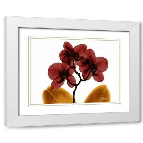 Orchid Fall White Modern Wood Framed Art Print with Double Matting by Koetsier, Albert