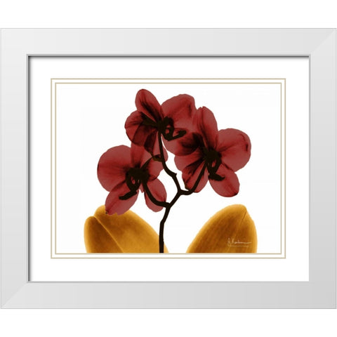 Orchid Fall White Modern Wood Framed Art Print with Double Matting by Koetsier, Albert