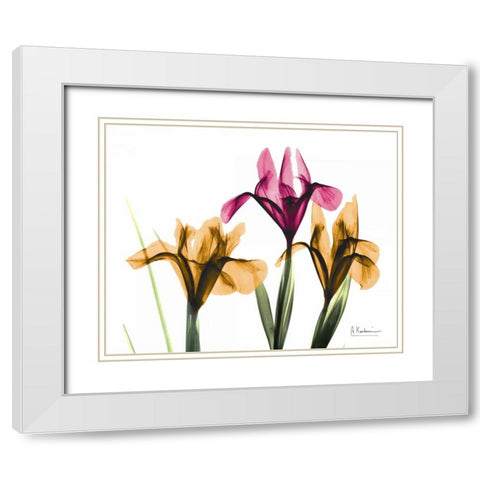 Iris White Modern Wood Framed Art Print with Double Matting by Koetsier, Albert